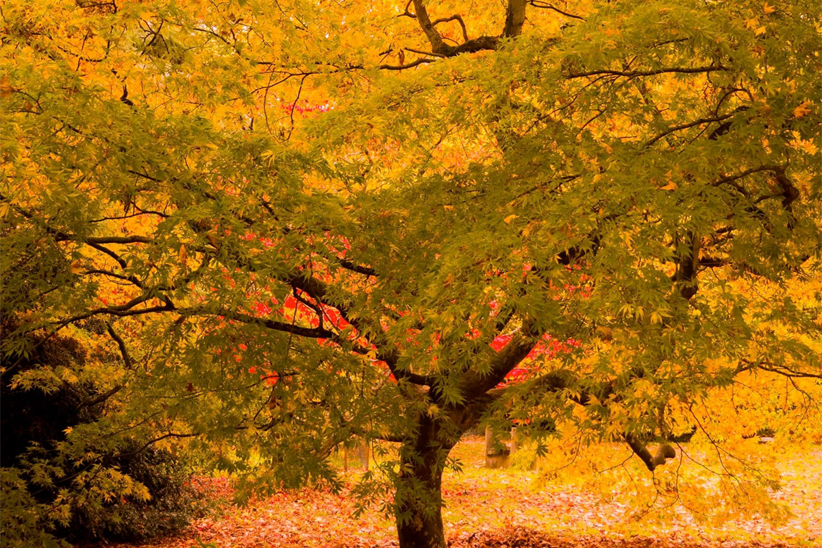 Tree In Autumn