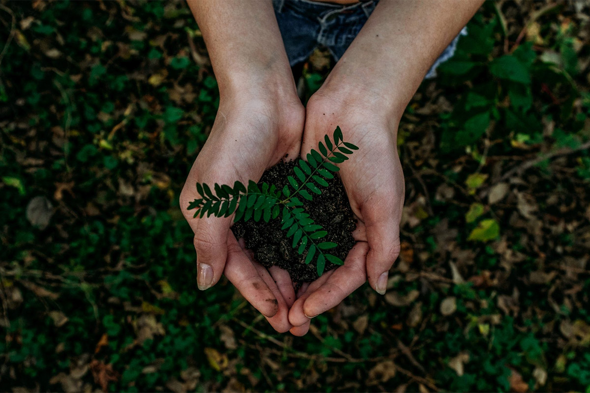 Hands Holding Small Plant
