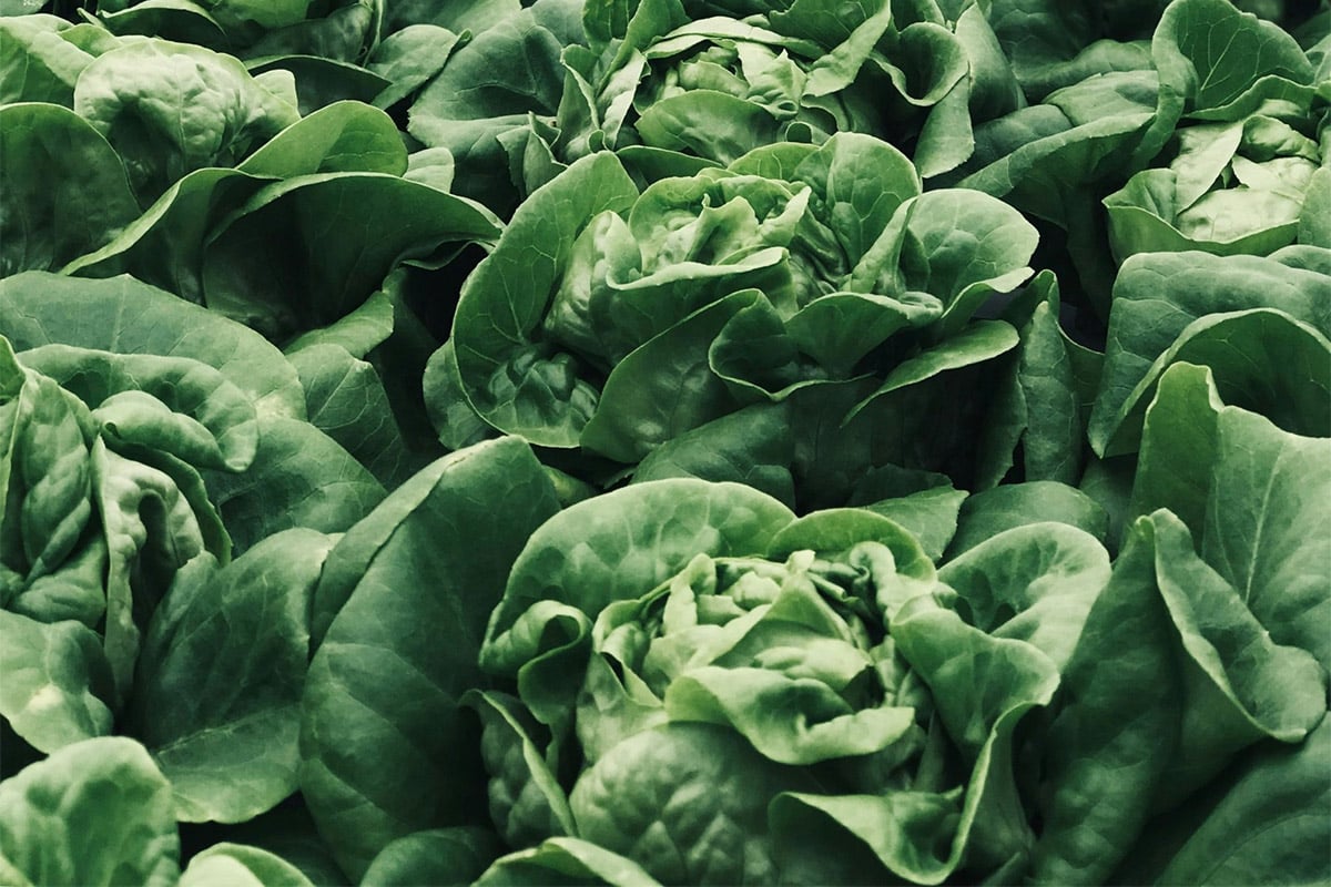 Lettuces