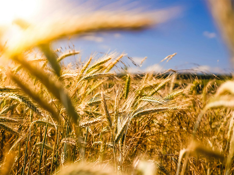 Closeup Image Of A Wheatfield