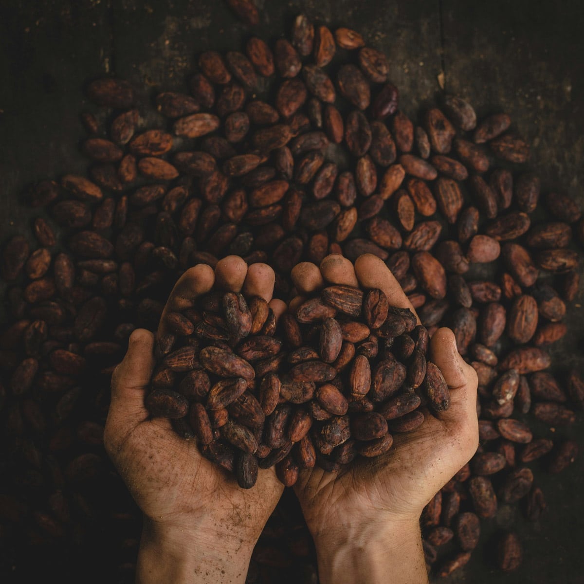 Cocoa Beans