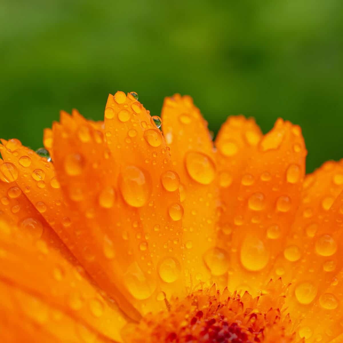 Orange Flower