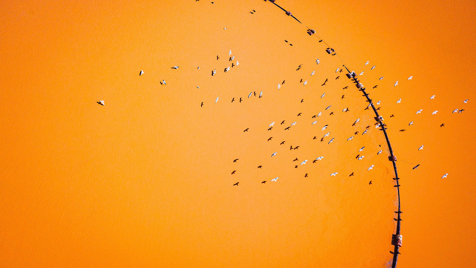 Birds On Orange Background