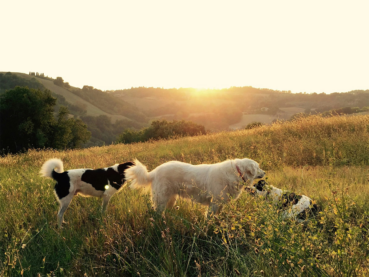 Dogs Playing In A Field