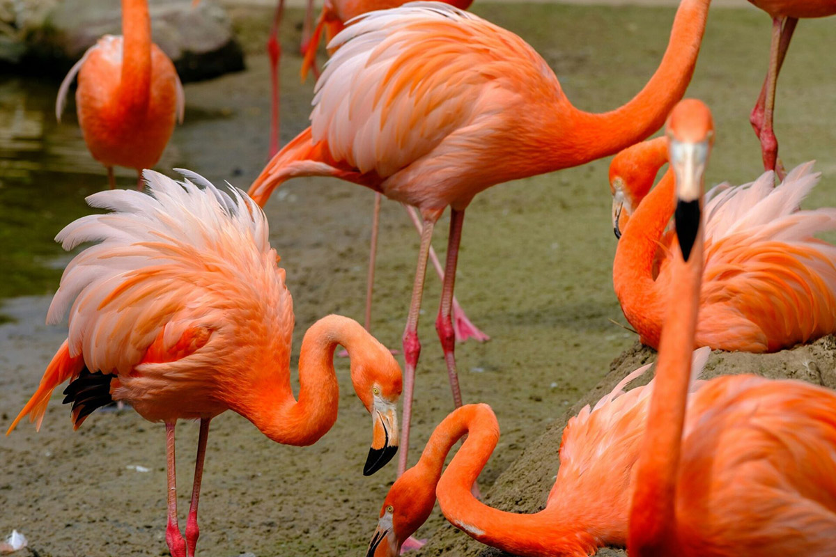 Orange Flamingos Programme Management For Strategic Success